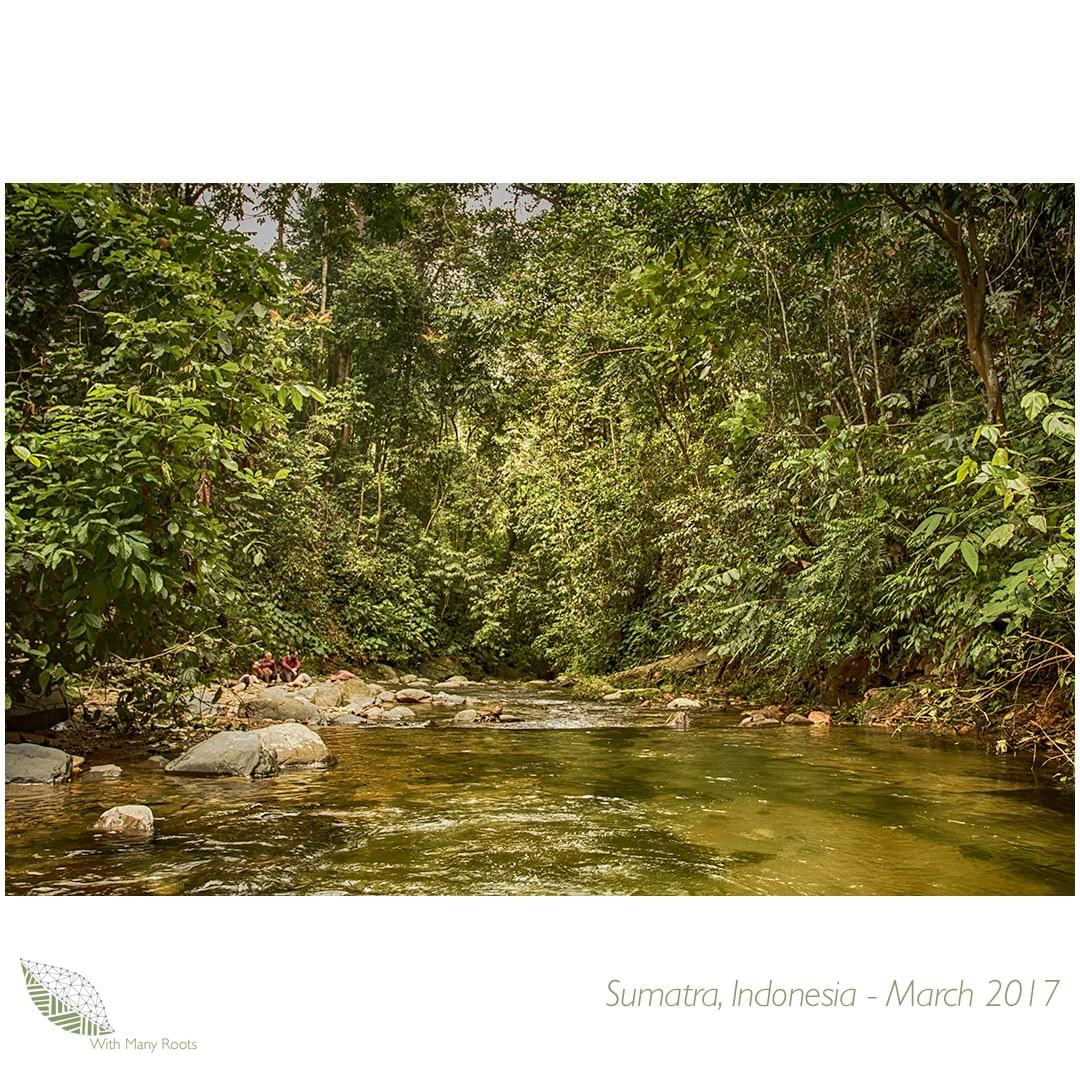 Image of a river and jungle, Sumatra, Indonesia - by With Many Roots