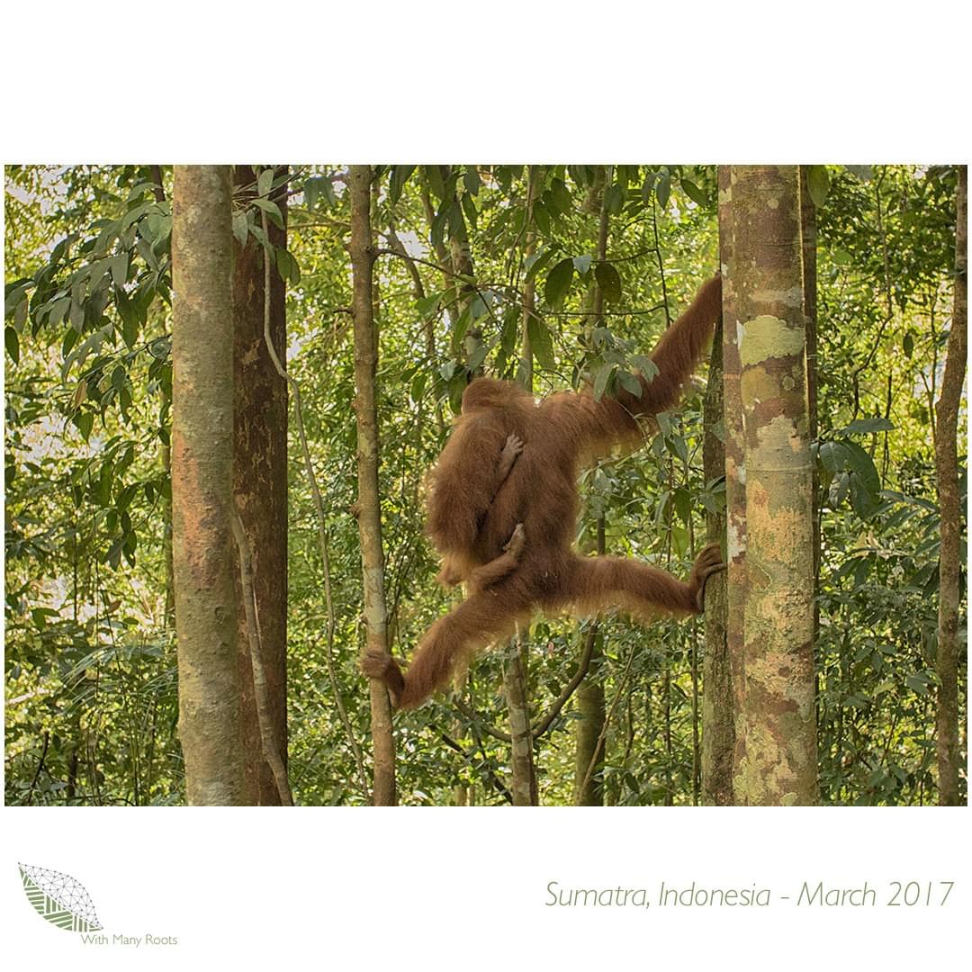 Image of Orangutan Mother and baby in Sumatra, Indonesia - by With Many Roots