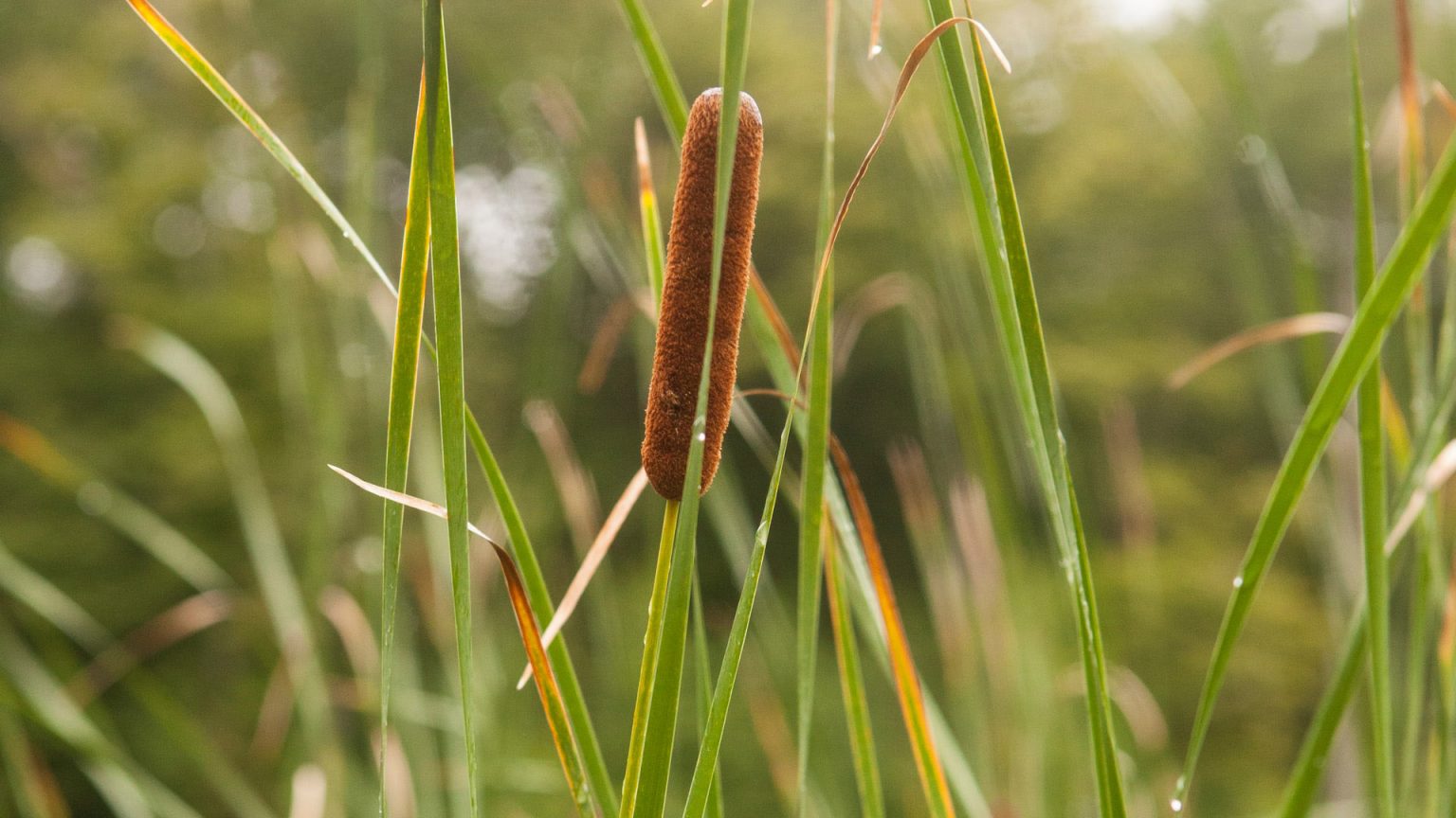 Reeds and Retribution With Many Roots